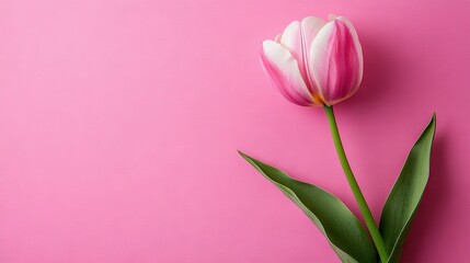 Obraz premium Single Pink Tulip on Pink Background with Green Stem