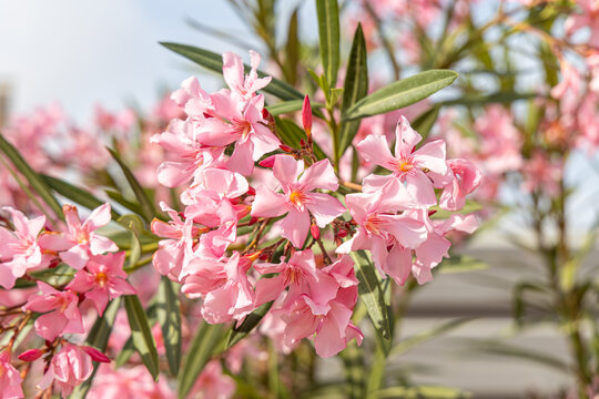 Pink flowers azalia or rhododendron with green leaves grows in a garden in summer