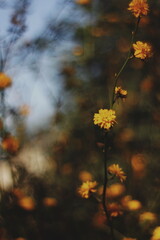 Bright Yellow Wildflowers in Soft Focus with a Dreamy Background
