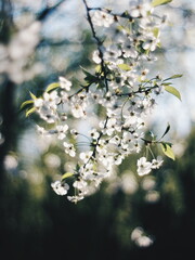 Blooming Tree Branches with White Blossoms in Spring Light
