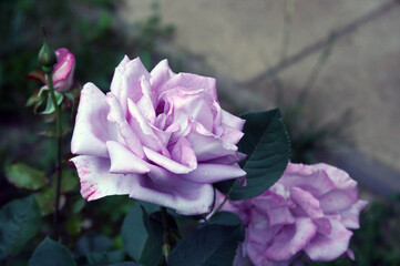 Lavender Rose in Bloom with Soft Background Blur