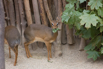 Tiny Dik-Dik Antelope Stands by a Wooden Fence in Leafy Zoo Habitat