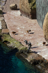 Penguins Waddle Across a Rocky Ledge in Their Zoo Habitat