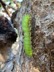 close up of a caterpillar