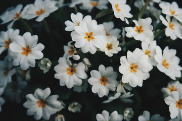 Białe kwiaty dużo koło siebie flora z żółtym środkiem © Jan