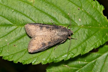 Pearly underwing moth Peridroma saucia insect leaf nature Springtime pest control.