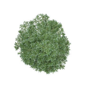 From the top view of Crossostephium isolated on transparent Canvas