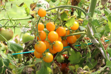 Bush of ripening yellow cherry tomatoes in a greenhouse on a summer evening, horizontal photo, close-up