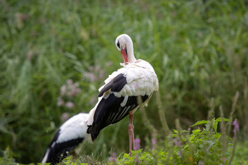 View on a stork in nature