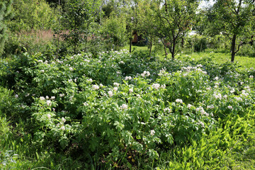 Field of flowering potato bushes in a vegetable garden against the backdrop of an orchard on a sunny summer day - horizontal photo