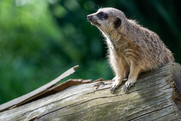Suricata