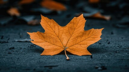 A heart-shaped autumn maple leaf