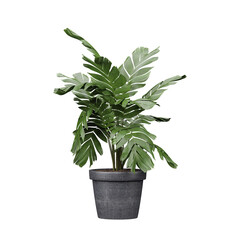 3d illustration of tropical Chamaedorea elegans