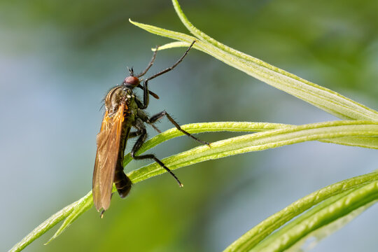 Gew&uuml;rfelte Tanzfliege (Empis tessellata) M&auml;nnchen h&auml;ngt an einer gr&uuml;nen Pflanze - Baden-W&uuml;rttemberg, Deutschland