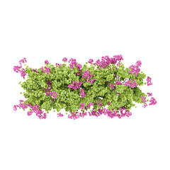 3d rendering of Bougainvillea flower plant