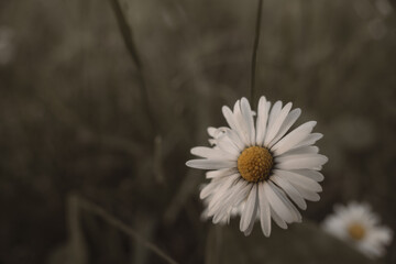daisy flower