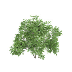 3d rendering of Box plant isolated on canvas from top view