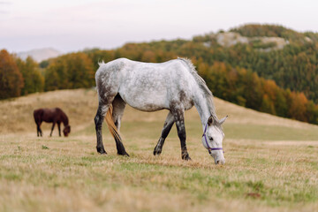 Fototapeta premium Horse in the pasture. Panorama with horse eating grass free in the mountains. View of the peaks, green meadows and mountains with mist in autumn. 