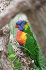 rainbow lorikeet on a branch with fierce look