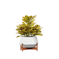 3d rendering of Garden croton plant in pot on isolated Canvas © Fouzia