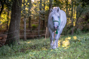 Un cheval blanc dans une prairie 