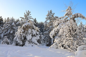 Winter landscape. Snow and trees. Stockholm, Sweden.