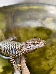 A close-up shot of a European lizard basking in the sunlight on a rocky surface. The lizard's intricate scales and vibrant colors are highlighted against a natural background, showcasing the beauty.