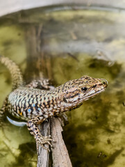 A close-up shot of a European lizard basking in the sunlight on a rocky surface. The lizard's intricate scales and vibrant colors are highlighted against a natural background, showcasing the beauty.