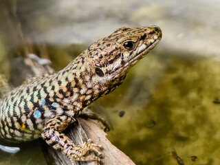 A close-up shot of a European lizard basking in the sunlight on a rocky surface. The lizard's intricate scales and vibrant colors are highlighted against a natural background, showcasing the beauty.