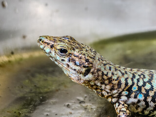 Fototapeta premium A close-up shot of a European lizard basking in the sunlight on a rocky surface. The lizard's intricate scales and vibrant colors are highlighted against a natural background, showcasing the beauty.