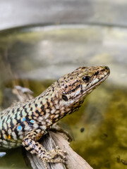 A close-up shot of a European lizard basking in the sunlight on a rocky surface. The lizard's intricate scales and vibrant colors are highlighted against a natural background, showcasing the beauty.