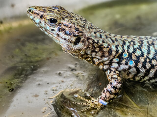 A close-up shot of a European lizard basking in the sunlight on a rocky surface. The lizard's intricate scales and vibrant colors are highlighted against a natural background, showcasing the beauty.