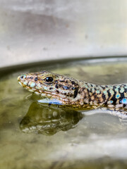 A close-up shot of a European lizard basking in the sunlight on a rocky surface. The lizard's intricate scales and vibrant colors are highlighted against a natural background, showcasing the beauty.