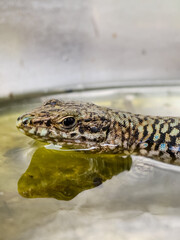 A close-up shot of a European lizard basking in the sunlight on a rocky surface. The lizard's intricate scales and vibrant colors are highlighted against a natural background, showcasing the beauty.