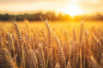 Fototapeta premium A golden wheat field, with the sun setting in the background and wheat s swaying gently under the warm sunlight, nature autumn concept, calm and adorable background