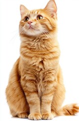 orange cat sitting and looking at the camera, against a white background