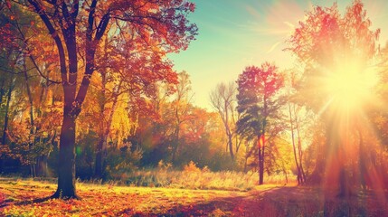 Autumnal Forest Sunrise