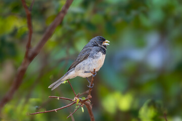 Double-collared Seedeater (Sporophila caerulescens) ♂