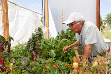 A man is looking at a plant in a garden. He is wearing a cap and glasses. The garden is full of different plants, including some tomatoes