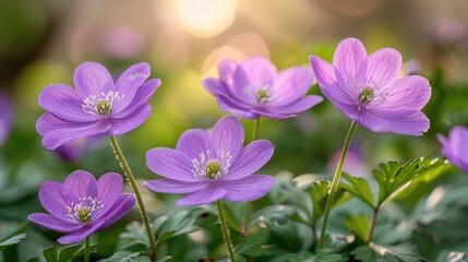 Fototapeta premium A close-up captures delicate purple flowers with green stems, against a backdrop of a sunlit meadow blurred in the background.