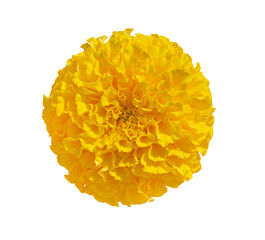 Beautiful Yellow Marigold flower isolated on transparent background. Indian flowers for traditional functions pongal, diwali, marriage, ayudha pooja.