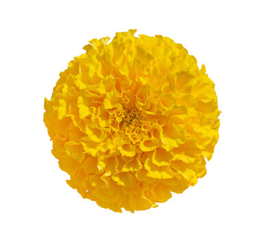 Beautiful Yellow Marigold flower isolated on transparent background. Indian flowers for traditional functions pongal, diwali, marriage, ayudha pooja.