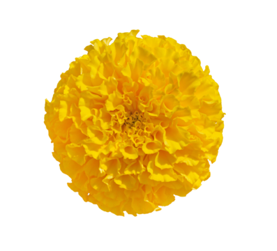 Beautiful Yellow Marigold flower isolated on transparent background. Indian flowers for traditional functions pongal, diwali, marriage, ayudha pooja.