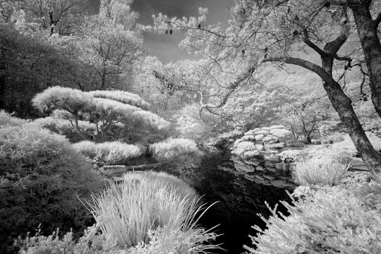 USA, Georgia, Ball Ground. Infrared of trees and shrubs around a pond. 