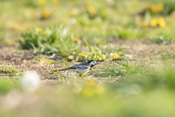 White wagtail (Motacilla alba) a small bird with gray plumage, the animal walks on the ground and searches for food on a summer sunny day.