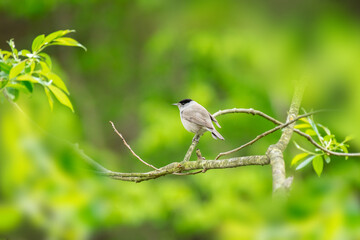 Eurasian blackcap (Sylvia atricapilla) a small bird with gray plumage and a black cap on its head, the bird sits on a tree branch between green leaves on a summer day.