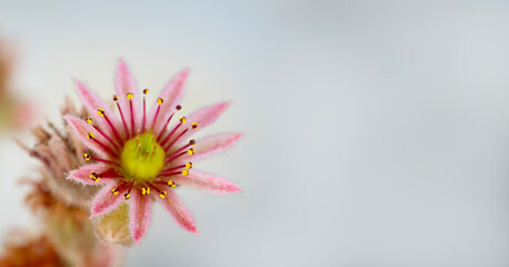 Macro photo of a cactus flower echeveria close-up. Succulent plants outdoors.
