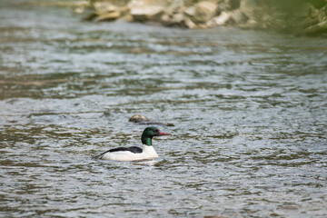 Common merganser (Mergus merganser) male, large water bird in mating robe. The bird swims on the river.