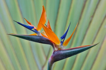 USA, Hawaii, Maui. Bird of Paradise with travelers palm as a backdrop