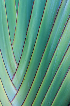 USA, Hawaii, Maui. Details of the travelers palm